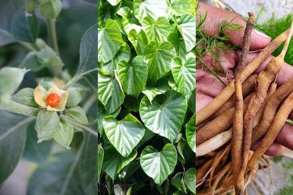 ayurvedic treatment for pcos
