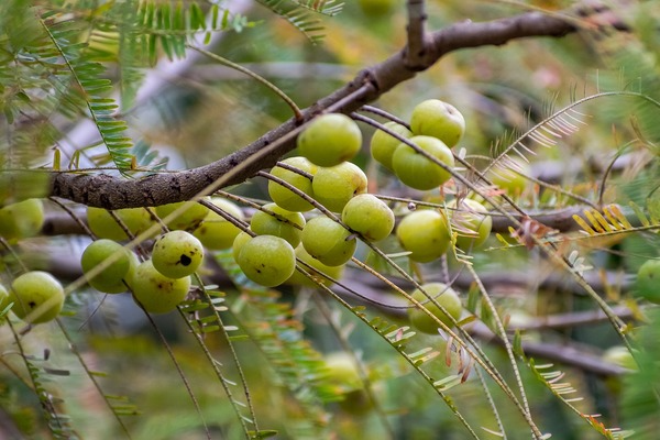 bunch of fresh amla on tree, indian herbs