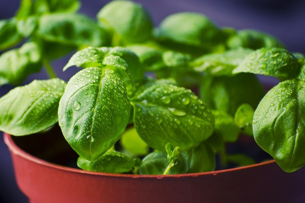 small tulsi tree, indian herbs