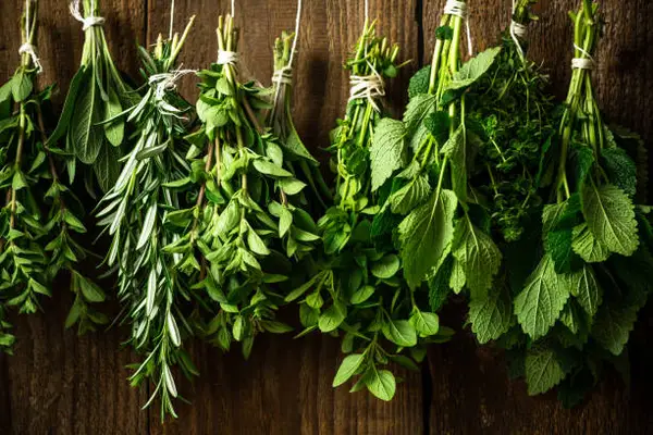 gut health program